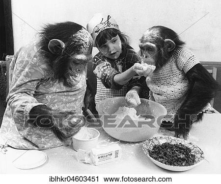 Two chimpanzees and a girl baking a cake, England, Great Britain View Large Photo Image Stock Image - Two chimpanzees and a girl baking a cake, England, Great Britain. Fotosearch