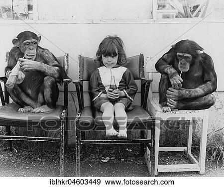 Two chimpanzees and a girl drinking Cola, England, Great Britain View Large Photo Image Stock Photo - Two chimpanzees and a girl drinking Cola, England, Great Britain. Fotosearch