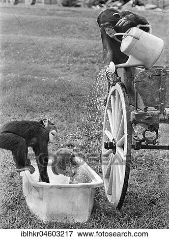 Two chimpanzees bathe child in bath tub with watering can, England, Great Britain View Large Photo Image Stock Photo - Two chimpanzees bathe child in bath tub with watering can, England, Great Britain. Fotosearch