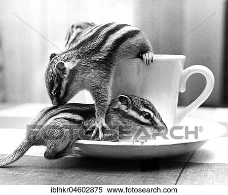 Stock Photography - Two chipmunks, England, Great Britain. Fotosearch