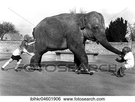 Stock Photograph - Two girls help an elephant skateboarding, England, Great Britain. Fotosearch