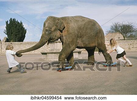 Picture - Two girls playing with an elephant, England, Great Britain. Fotosearch