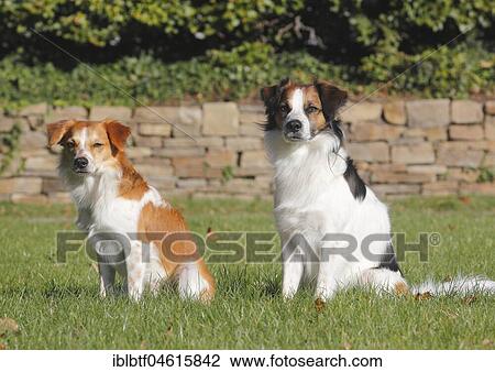 Two Kromfohrländer males, smooth haired sit next to each other on the meadow, North Rhine-Westphalia, Germany, Europe View Large Photo Image Stock Image - Two Kromfohrländer males, smooth haired sit next to each other on the meadow, North Rhine-Westphalia, Germany, Europe. Fotosearch