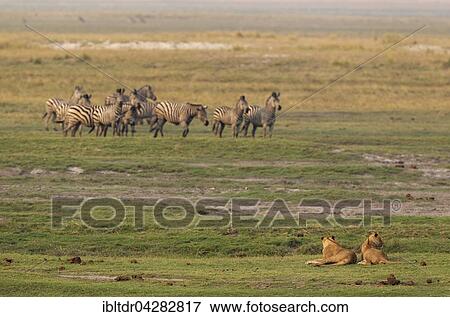Two lions (Panthera leo) and a group of Burchell's Zebra (Equus quagga burchelli), Chobe National Park, Botswana, Africa View Large Photo Image Stock Photo - Two lions (Panthera leo) and a group of Burchell's Zebra (Equus quagga burchelli), Chobe National Park, Botswana, Africa. Fotosearch
