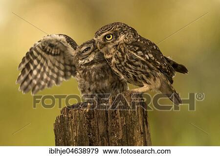 Two Little owls (Athene noctua), old and young animals sit on tree stump, spread wings, Rhineland-Palatinate, Germany, Europe View Large Photo Image Stock Photo - Two Little owls (Athene noctua), old and young animals sit on tree stump, spread wings, Rhineland-Palatinate, Germany, Europe. Fotosearch