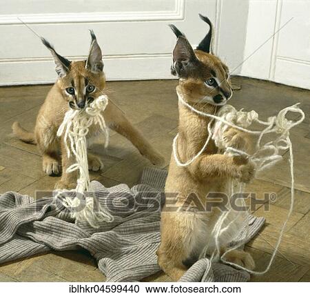 Stock Image - Two lynxes playing with yarn, England, Great Britain. Fotosearch