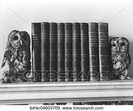 Two owls sitting on a bookshelf, England, Great Britain View Large Photo Image Stock Photo - Two owls sitting on a bookshelf, England, Great Britain. Fotosearch