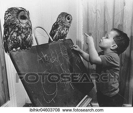 Two owls sitting on the board, England, Great Britain View Large Photo Image Stock Photo - Two owls sitting on the board, England, Great Britain. Fotosearch