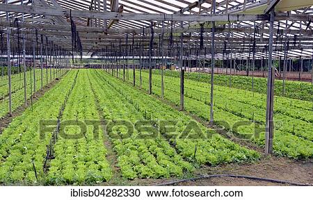 Vegetable cultivation on Mahe Island, Seychelles, Africa View Large Photo Image Stock Image - Vegetable cultivation on Mahe Island, Seychelles, Africa. Fotosearch