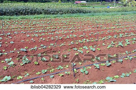 Stock Photo - Vegetable cultivation on Mahe Island, Seychelles, Africa. Fotosearch