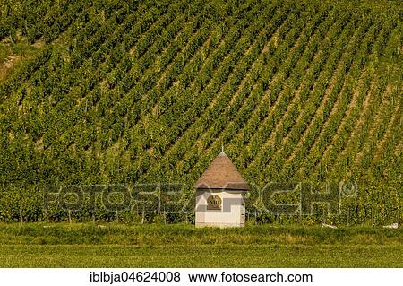Vineyards of Chateau-Chalon, Jura department, Bourgogne-Franche-Comté, France, Europe View Large Photo Image Stock Photo - Vineyards of Chateau-Chalon, Jura department, Bourgogne-Franche-Comté, France, Europe. Fotosearch