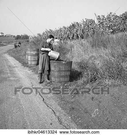 Vintners dump harvested grapes into a wooden container, ca. 1945 to 1955, near Freiburg, Germany, Europe View Large Photo Image Picture - Vintners dump harvested grapes into a wooden container, ca. 1945 to 1955, near Freiburg, Germany, Europe. Fotosearch