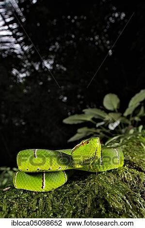 Stock Image - Vipère du temple. Tropidolaemus subannulatus. Celebes temple Pitviper. Amurang, North Sulawesi. Indonesia. Fotosearch