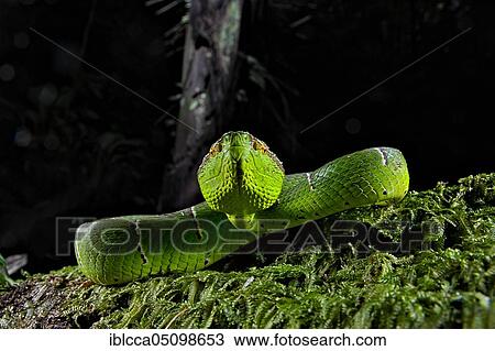 Vipère du temple. Tropidolaemus subannulatus. Celebes temple Pitviper. Amurang, North Sulawesi. Indonesia View Large Photo Image Stock Image - Vipère du temple. Tropidolaemus subannulatus. Celebes temple Pitviper. Amurang, North Sulawesi. Indonesia. Fotosearch
