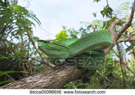 Stock Photograph - Vipère du temple. Tropidolaemus subannulatus. Celebes temple Pitviper. Amurang, North Sulawesi. Indonesia. Fotosearch