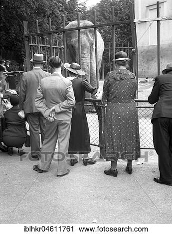 Stock Image - Visitors are watching an elephant. around 1950, near Fribourg, presumably Bern, Switzerland, Europe. Fotosearch