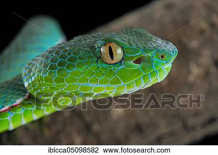 Stock Image - Vogel's Pit Viper (Trimeresurus vogeli). Fotosearch