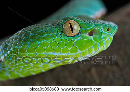 Vogel's Pit Viper (Trimeresurus vogeli) View Large Photo Image Stock Image - Vogel's Pit Viper (Trimeresurus vogeli). Fotosearch