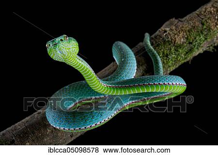 Vogel's Pit Viper (Trimeresurus vogeli) View Large Photo Image Stock Photo - Vogel's Pit Viper (Trimeresurus vogeli). Fotosearch