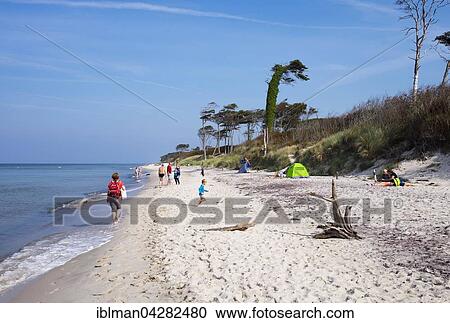 Stock Image - West beach at the Baltic Sea, Born am Darss, Fischland-Darss-Zingst, Western Pomerania Lagoon Area National Park, Mecklenburg-Western Pomerania, Germany, Europe. Fotosearch