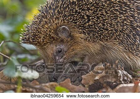 West European hedgehog (Erinaceus europaeus) foraging, Schleswig Holstein, Germany, Europe View Large Photo Image Picture - West European hedgehog (Erinaceus europaeus) foraging, Schleswig Holstein, Germany, Europe. Fotosearch