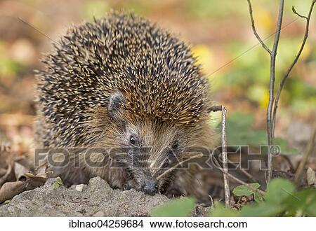 West European hedgehog (Erinaceus europaeus) foraging, Schleswig Holstein, Germany, Europe View Large Photo Image Picture - West European hedgehog (Erinaceus europaeus) foraging, Schleswig Holstein, Germany, Europe. Fotosearch
