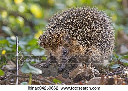 West European hedgehog (Erinaceus europaeus) foraging, Schleswig Holstein, Germany, Europe View Large Photo Image Stock Image - West European hedgehog (Erinaceus europaeus) foraging, Schleswig Holstein, Germany, Europe. Fotosearch