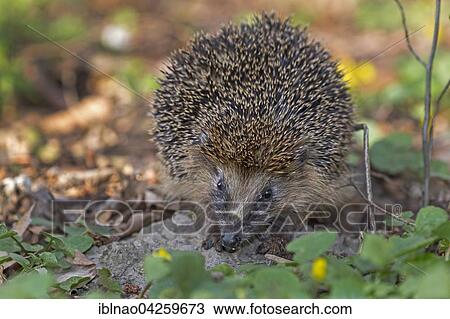 West European hedgehog (Erinaceus europaeus) foraging, Schleswig Holstein, Germany, Europe View Large Photo Image Stock Image - West European hedgehog (Erinaceus europaeus) foraging, Schleswig Holstein, Germany, Europe. Fotosearch