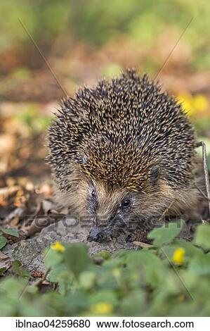 West European hedgehog (Erinaceus europaeus) foraging, Schleswig Holstein, Germany, Europe View Large Photo Image Stock Image - West European hedgehog (Erinaceus europaeus) foraging, Schleswig Holstein, Germany, Europe. Fotosearch