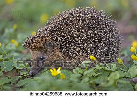 West European hedgehog (Erinaceus europaeus) foraging, Schleswig Holstein, Germany, Europe View Large Photo Image Stock Photo - West European hedgehog (Erinaceus europaeus) foraging, Schleswig Holstein, Germany, Europe. Fotosearch