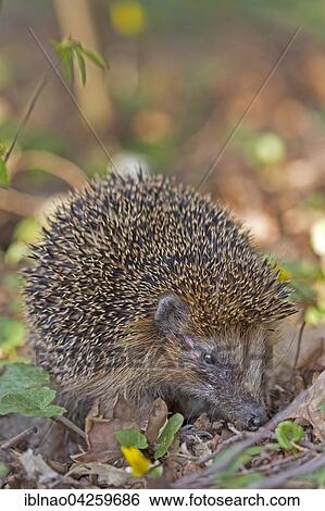 West European hedgehog (Erinaceus europaeus) foraging, Schleswig Holstein, Germany, Europe View Large Photo Image Stock Photograph - West European hedgehog (Erinaceus europaeus) foraging, Schleswig Holstein, Germany, Europe. Fotosearch