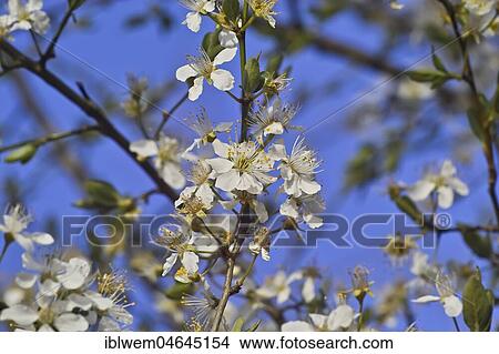 White blossoms, Blackthorn (Prunus spinosa) in spring, Gauting, Upper Bavaria, Bavaria, Germany, Europe View Large Photo Image Picture - White blossoms, Blackthorn (Prunus spinosa) in spring, Gauting, Upper Bavaria, Bavaria, Germany, Europe. Fotosearch