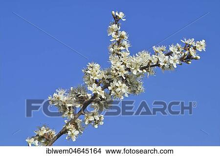 White blossoms, Blackthorn (Prunus spinosa) in spring, Gauting, Upper Bavaria, Bavaria, Germany, Europe View Large Photo Image Picture - White blossoms, Blackthorn (Prunus spinosa) in spring, Gauting, Upper Bavaria, Bavaria, Germany, Europe. Fotosearch