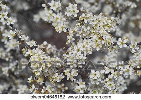 White blossoms, Blackthorn (Prunus spinosa) in spring, Gauting, Upper Bavaria, Bavaria, Germany, Europe View Large Photo Image Stock Image - White blossoms, Blackthorn (Prunus spinosa) in spring, Gauting, Upper Bavaria, Bavaria, Germany, Europe. Fotosearch