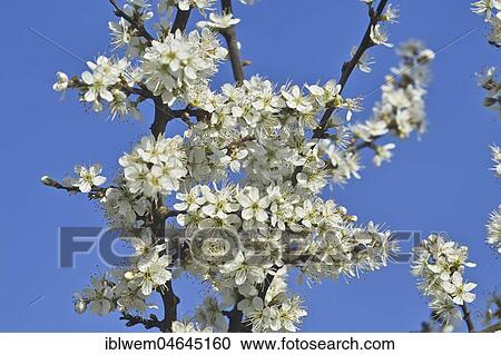 White blossoms, Blackthorn (Prunus spinosa) in spring, Gauting, Upper Bavaria, Bavaria, Germany, Europe View Large Photo Image Stock Image - White blossoms, Blackthorn (Prunus spinosa) in spring, Gauting, Upper Bavaria, Bavaria, Germany, Europe. Fotosearch
