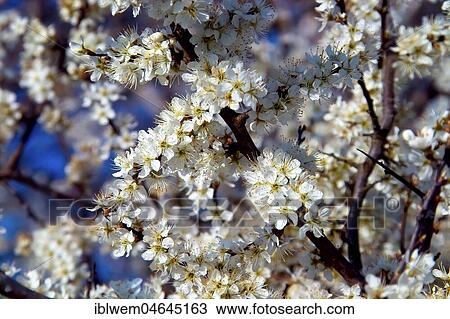 White blossoms, Blackthorn (Prunus spinosa) in spring, Gauting, Upper Bavaria, Bavaria, Germany, Europe View Large Photo Image Stock Image - White blossoms, Blackthorn (Prunus spinosa) in spring, Gauting, Upper Bavaria, Bavaria, Germany, Europe. Fotosearch