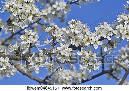 Stock Photo - White blossoms, Blackthorn (Prunus spinosa) in spring, Gauting, Upper Bavaria, Bavaria, Germany, Europe. Fotosearch