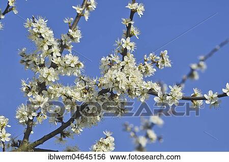 White blossoms, Blackthorn (Prunus spinosa) in spring, Gauting, Upper Bavaria, Bavaria, Germany, Europe View Large Photo Image Stock Photograph - White blossoms, Blackthorn (Prunus spinosa) in spring, Gauting, Upper Bavaria, Bavaria, Germany, Europe. Fotosearch