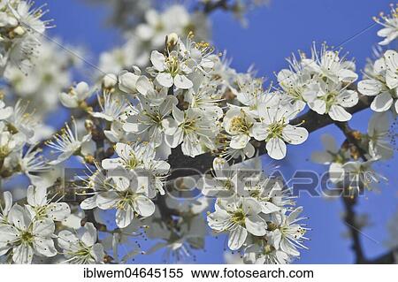 White blossoms, Blackthorn (Prunus spinosa) in spring, Gauting, Upper Bavaria, Bavaria, Germany, Europe View Large Photo Image Stock Photography - White blossoms, Blackthorn (Prunus spinosa) in spring, Gauting, Upper Bavaria, Bavaria, Germany, Europe. Fotosearch