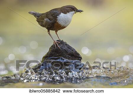 White-breasted dipper ( Cinclus cinclus) with food on a hiding place in a stream, Blomberg, North Rhine-Westphalia, Germany, Europe View Large Photo Image Stock Image - White-breasted dipper ( Cinclus cinclus) with food on a hiding place in a stream, Blomberg, North Rhine-Westphalia, Germany, Europe. Fotosearch