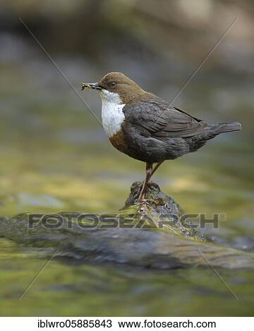 White-breasted dipper ( Cinclus cinclus) with food on a hiding place in a stream, Blomberg, North Rhine-Westphalia, Germany, Europe View Large Photo Image Stock Image - White-breasted dipper ( Cinclus cinclus) with food on a hiding place in a stream, Blomberg, North Rhine-Westphalia, Germany, Europe. Fotosearch