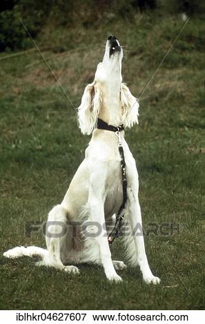 White dog yowl, Berlin, Germany, Europe View Large Photo Image Stock Photo - White dog yowl, Berlin, Germany, Europe. Fotosearch