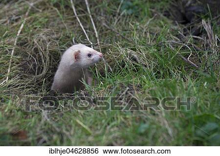 Stock Photograph - White Ferrets (Mustela putorius furo) looks from Kaninnchenbau, Austria, Europe. Fotosearch