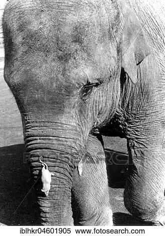 White mouse climbs on an elephant's trunk, England, Great Britain View Large Photo Image Stock Photography - White mouse climbs on an elephant's trunk, England, Great Britain. Fotosearch