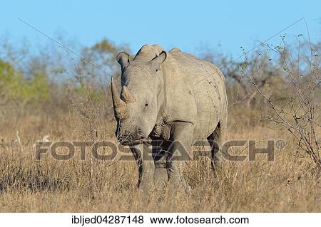 White Rhinoceros or Square-lipped Rhinoceros (Ceratotherium simum), adult male standing on dry grass, Kruger National Park, South Africa, Africa View Large Photo Image Stock Photo - White Rhinoceros or Square-lipped Rhinoceros (Ceratotherium simum), adult male standing on dry grass, Kruger National Park, South Africa, Africa. Fotosearch