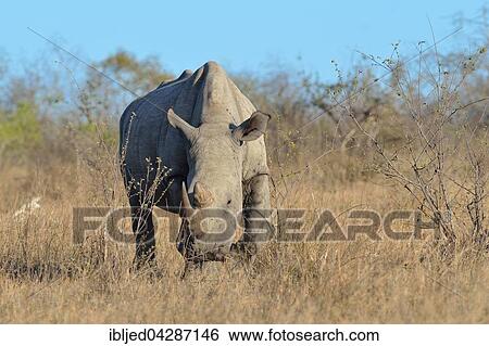 White Rhinoceros or Square-lipped Rhinoceros (Ceratotherium simum), adult male walking on dry grass, Kruger National Park, South Africa, Africa View Large Photo Image Stock Photograph - White Rhinoceros or Square-lipped Rhinoceros (Ceratotherium simum), adult male walking on dry grass, Kruger National Park, South Africa, Africa. Fotosearch