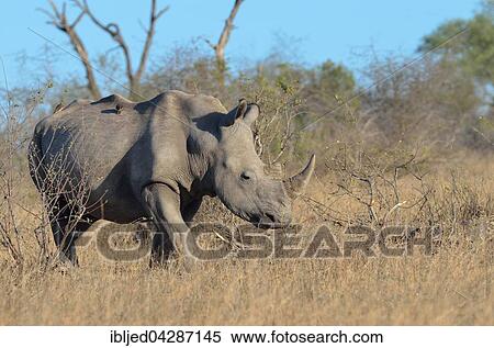 White Rhinoceros or Square-lipped Rhinoceros (Ceratotherium simum), adult male walking on dry grass, with two Red-billed Oxpeckers (Buphagus erythrorhynchus) on its back, Kruger National Park, South Africa, Africa View Large Photo Image Stock Photography - White Rhinoceros or Square-lipped Rhinoceros (Ceratotherium simum), adult male walking on dry grass, with two Red-billed Oxpeckers (Buphagus erythrorhynchus) on its back, Kruger National Park, South Africa, Africa. Fotosearch