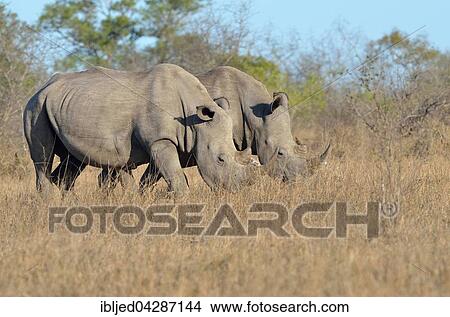 White Rhinoceroses or Square-lipped Rhinoceroses (Ceratotherium simum), two males grazing, with a Red-billed Oxpecker (Buphagus erythrorhynchus) on the horn of a rhinoceros, Kruger National Park, South Africa, Africa View Large Photo Image Picture - White Rhinoceroses or Square-lipped Rhinoceroses (Ceratotherium simum), two males grazing, with a Red-billed Oxpecker (Buphagus erythrorhynchus) on the horn of a rhinoceros, Kruger National Park, South Africa, Africa. Fotosearch