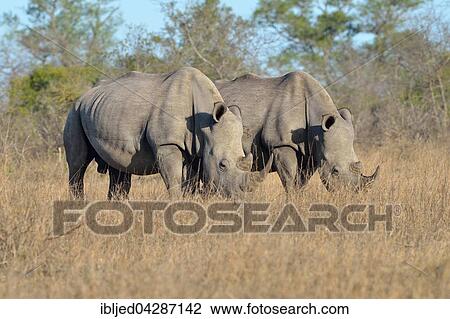 White Rhinoceroses or Square-lipped Rhinoceroses (Ceratotherium simum), two adult males grazing, Kruger National Park, South Africa, Africa View Large Photo Image Stock Image - White Rhinoceroses or Square-lipped Rhinoceroses (Ceratotherium simum), two adult males grazing, Kruger National Park, South Africa, Africa. Fotosearch