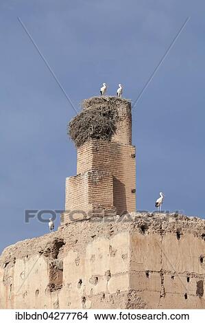 Picture - White storks (Ciconia ciconia) nesting, El Badi Palace, Marrakech, Morocco, Africa. Fotosearch
